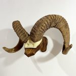شاخ و جمجمه قوچ آرگالی تاجیکستان-argali-model-1 - Image 6