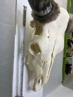 جمجمه و شاخ طبیعی گاو هندی مدل - cow-model-K-17 - Image 9