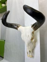 جمجمه و شاخ طبیعی گاو هندی مدل - cow-model-K-304 - Image 7