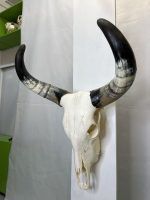 جمجمه و شاخ طبیعی گاو