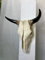 جمجمه و شاخ طبیعی گاو
