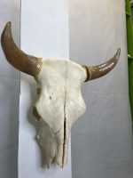 جمجمه و شاخ طبیعی گاو