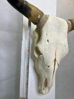 جمجمه و شاخ طبیعی گاو