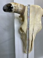 جمجمه و شاخ طبیعی گاو