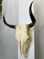 جمجمه و شاخ طبیعی گاو