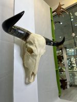 جمجمه و شاخ طبیعی گاو