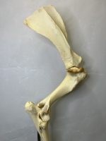 آناتومی اسکلت طبیعی دست راست اسب - Image 9