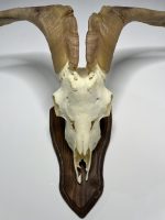 جمجمه و شاخ کل سانن Goat-model-2 - Image 6