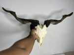 جمجمه و شاخ کل اهلی Goat-model-6 - Image 6