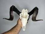جمجمه طبیعی قوچ دکوری