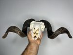 جمجمه و شاخ قوچ اهلی Ovis-model-47 - Image 6