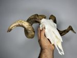 جمجمه و شاخ قوچ اهلی Ovis-model-48 - Image 6