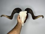 جمجمه و شاخ قوچ اهلی Ovis-model-44 - Image 6