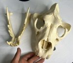 جمجمه شیر نر آفریقایی - Lion-model-1 - Image 16