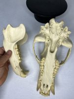 جمجمه خرس قهوه ای - Bear-model-1 - Image 17