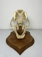 جمجمه اسمیلودون یا ببر چاقودندان - دندان خنجر - Smilodon-model-1 - Image 6
