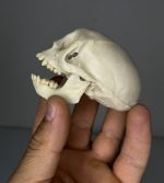جمجمه میمون رزوس  - Macaca-model-1 - Image 4