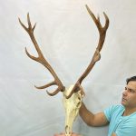 جمجمه و شاخ گوزن مرال