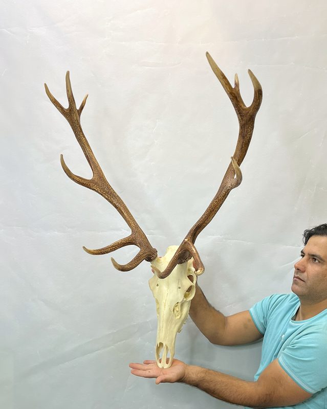 جمجمه و شاخ گوزن مرال
