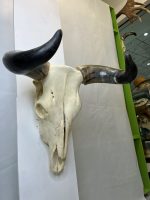 جمجمه و شاخ واقعی گاو