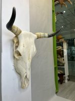 جمجمه و شاخ طبیعی گاو مدل 9 - cow-model--9 - Image 7