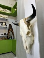 جمجمه و شاخ طبیعی گاو مدل 208 - cow-model--208 - Image 5
