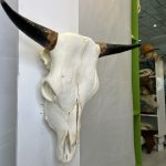 جمجمه و شاخ طبیعی گاو مدل 30- cow-model--30