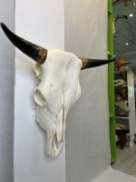 جمجمه و شاخ طبیعی گاو مدل 30- cow-model--30