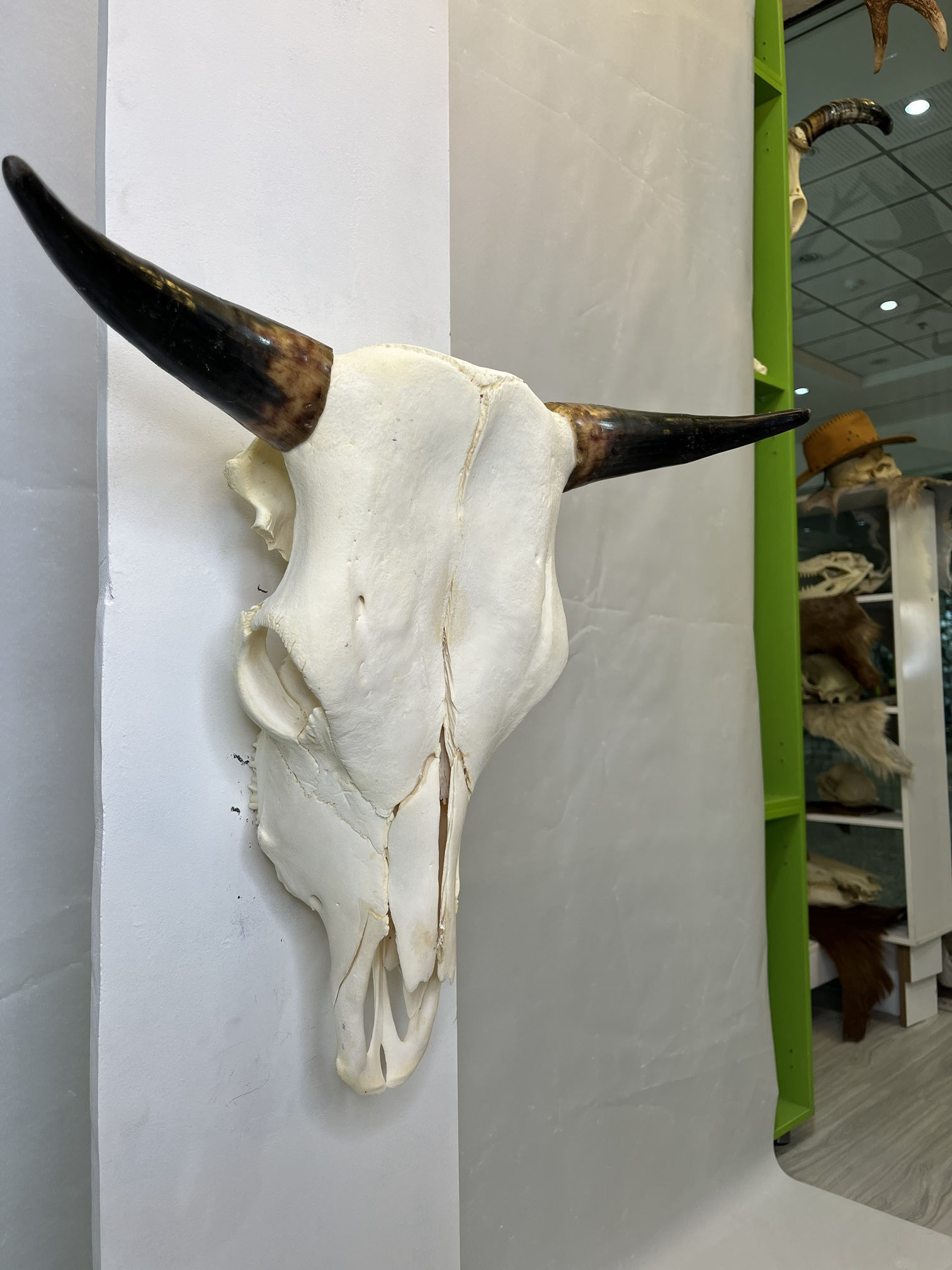 5 جمجمه و شاخ طبیعی گاو مدل 30- cow-model--30 - Image 1