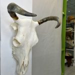 جمجمه و شاخ طبیعی گاو مدل 35- cow-model--35