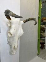 جمجمه و شاخ طبیعی گاو مدل 35- cow-model--35
