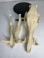 جمجمه گراز وحشی - Wild boar-model-1 - Image 3