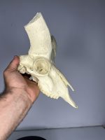 جمجمه تنها قوچ اوریال - Urial-model-2 - Image 7