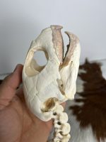 جمجمه و گردن لاکپشت سبز  Green Sea Turtle - Image 11