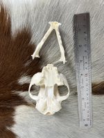 جمجمه طبیعی گربه اهلی model-1 - Image 6