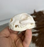 جمجمه گربه اهلی