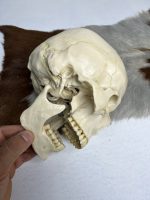 جمجمه انسان مدل دو قسمتی رنگ سفید استخوانی skull-human-model-1 - Image 7
