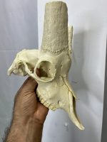 جمجمه تنها کل وحشی پازن  pazan-model-1 - Image 3