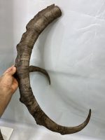 جفت شاخ بدون جمجمه کل وحشی پازن  pazan-model-120 - Image 4