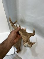 شاخ گوزن زرد