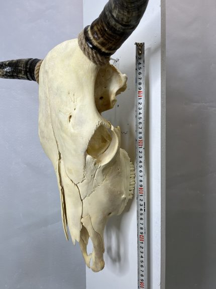 جمجمه طبیعی گاو
