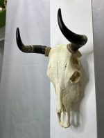 جمجمه طبیعی گاو