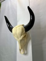 جمجمه و شاخ طبیعی گاو مدل 203- cow-model-203 - Image 7