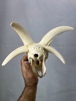 جمجمه و شاخ قوچ طبیعی چهار شاخ - Image 13