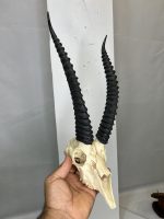 جمجمه و شاخ آهو تامسون آفریقایی مدل شاخ مشکی - Gazella-model-2 - Image 12