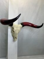 جمجمه و شاخ گاو هندی