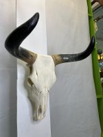 جمجمه و شاخ طبیعی گاو هندی
