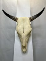 جمجمه و شاخ گاو