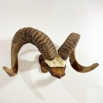 شاخ و جمجمه قوچ آرگالی تاجیکستان-argali-model-1 - Image 7