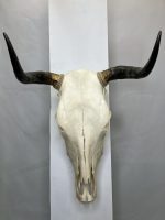 جمجمه و شاخ گاو